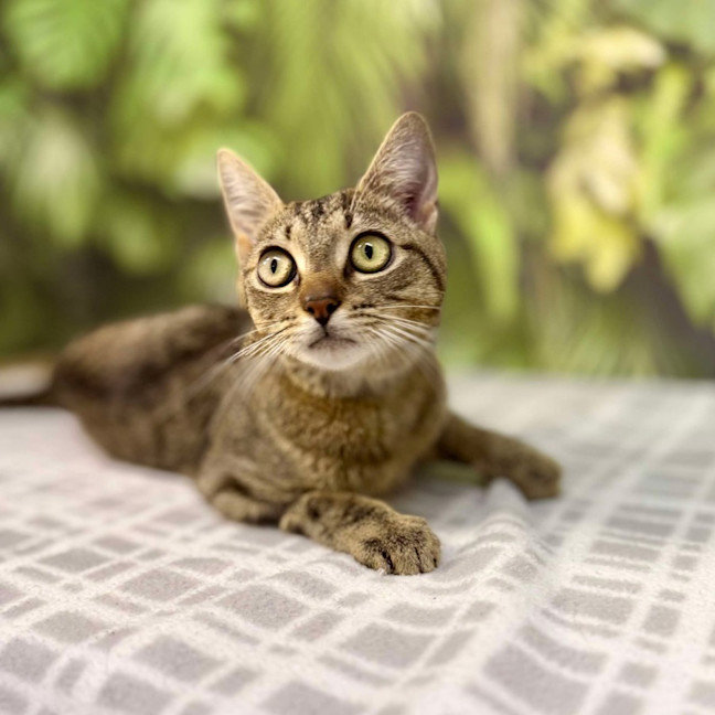 Photo of Mimosa   Located In Preston