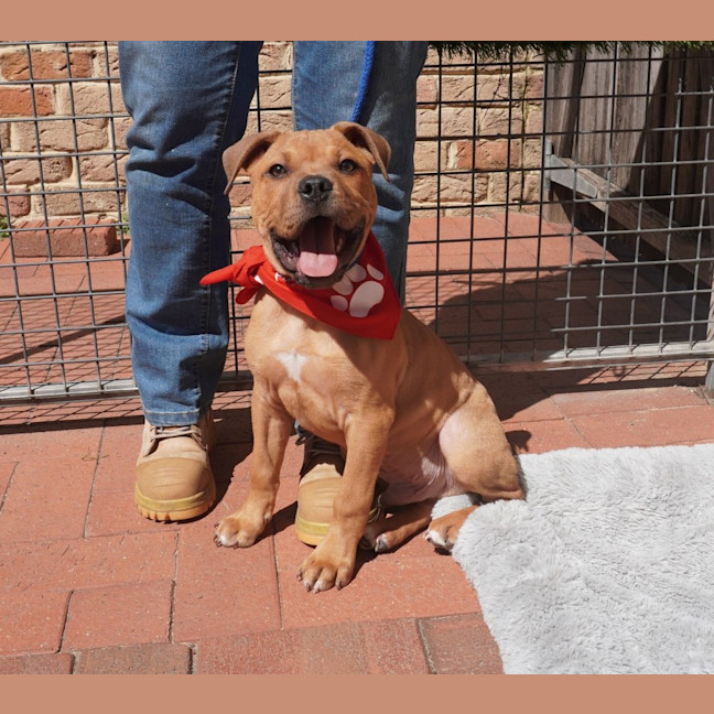 Photo of Scout