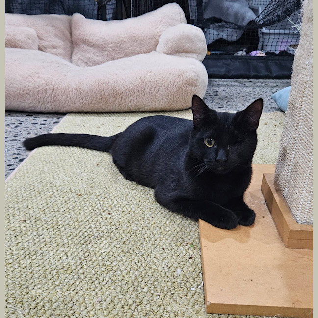 Photo of Patches