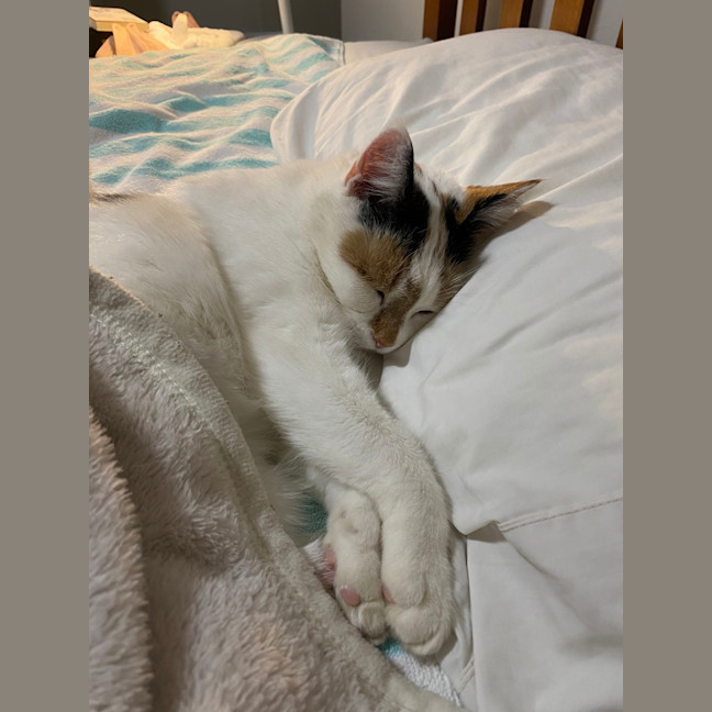 Photo of Poppy
