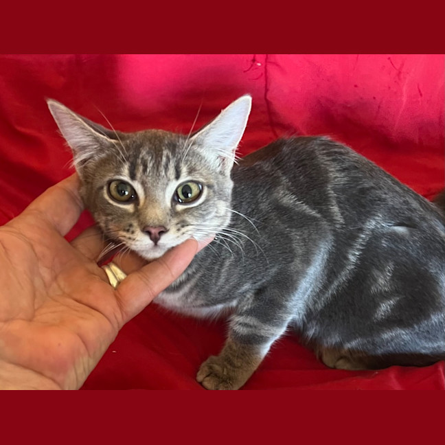 Photo of Simon