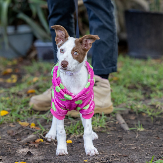 Photo of Bindi