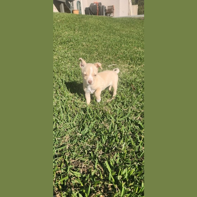 Photo of Matisse   8 Week Old Maltese X