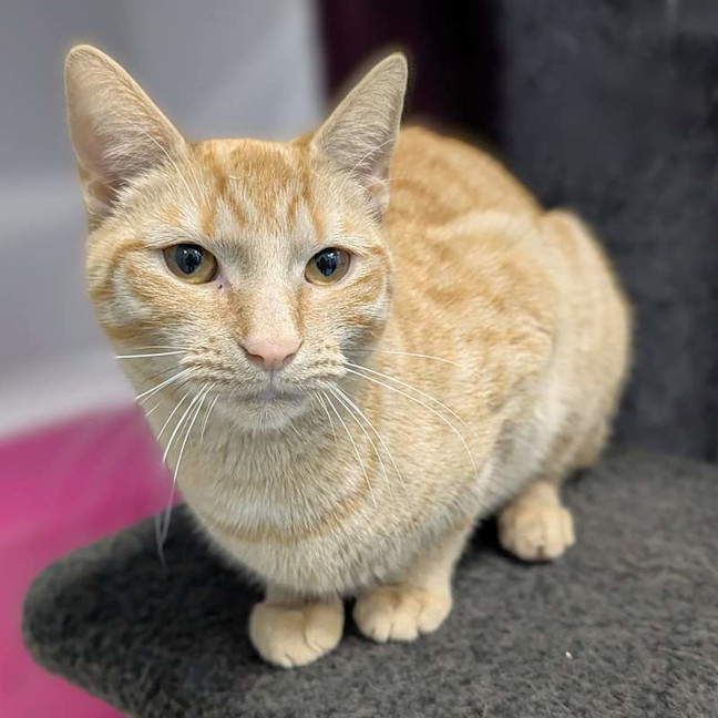 Photo of Peanut