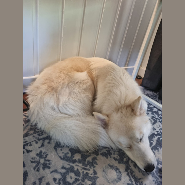 Photo of Snowball   2 Year Old Husky