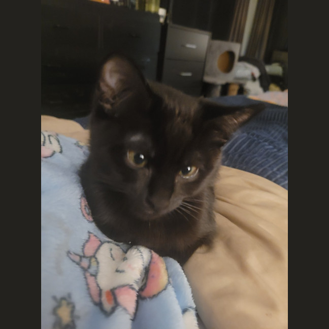 Photo of Twinkle Moo