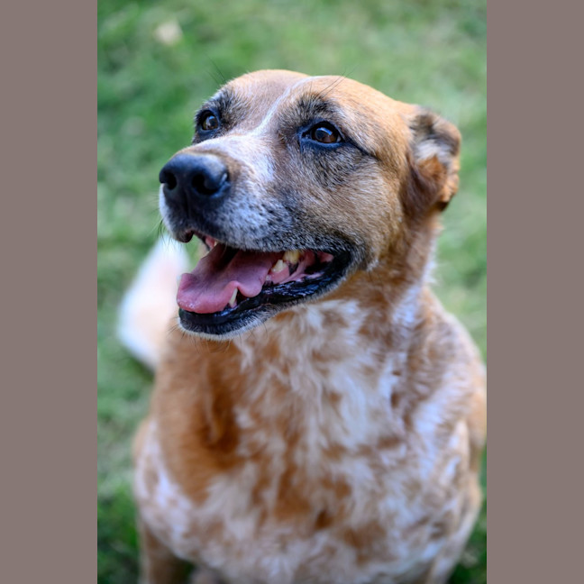 Photo of Dot