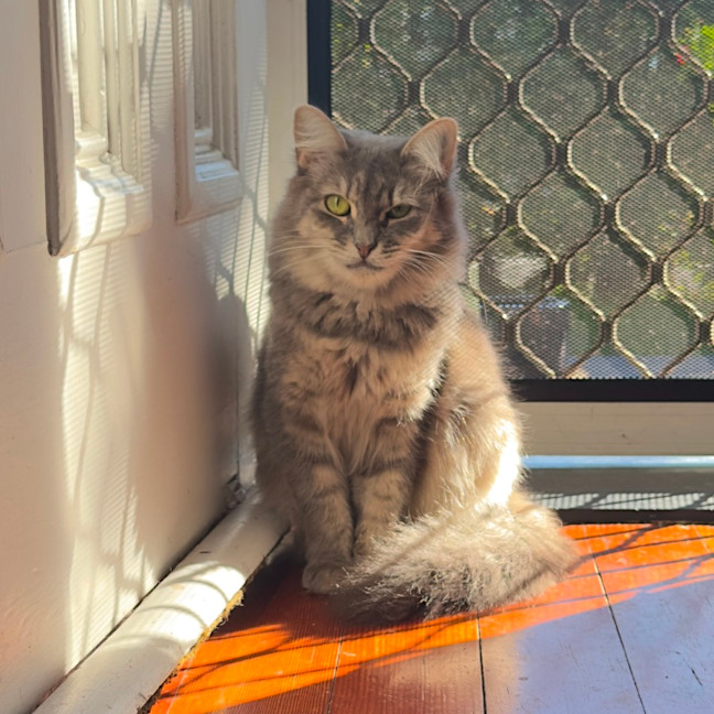 Photo of Stormy 