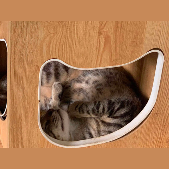 Photo of Bagheera & Nandi