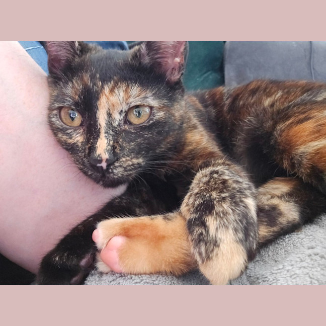 Photo of Penny