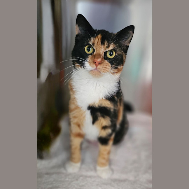Photo of Coco