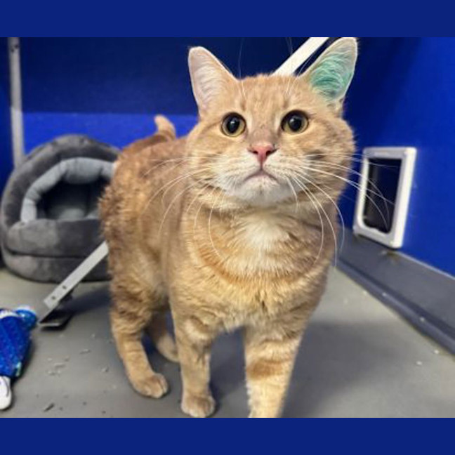 Photo of Pumpkin
