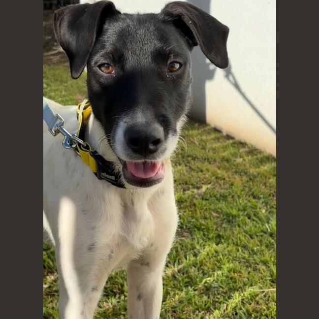 Photo of Nala