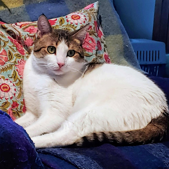 Photo of Buzz   Located In Brunswick East 