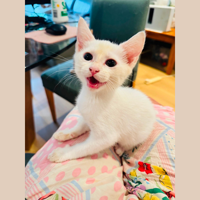 Photo of Boo Boo