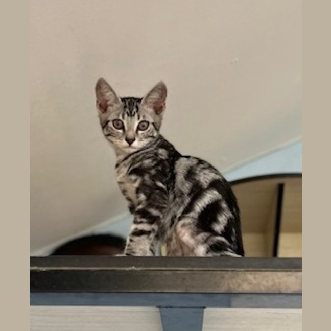Photo of Violet