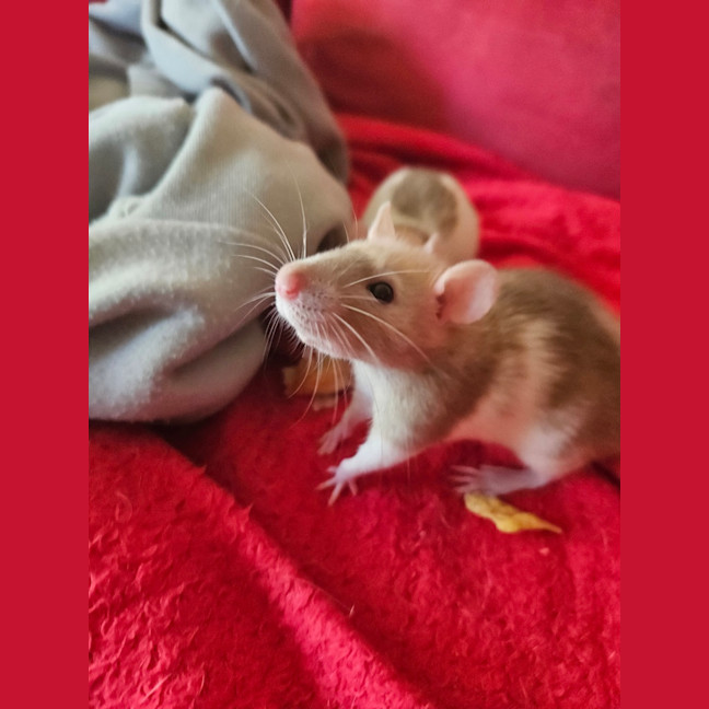 Photo of Rosie