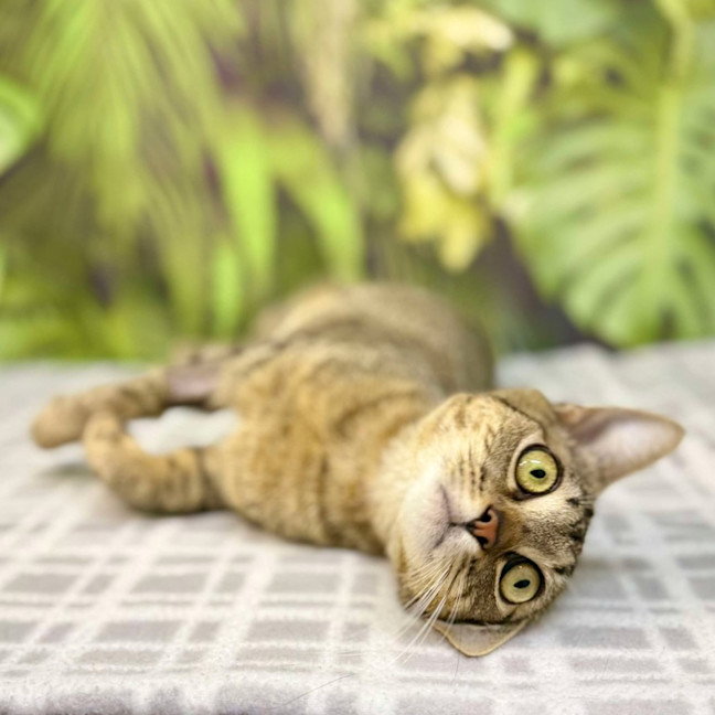Photo of Mimosa   Located In Preston