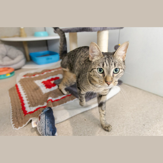 Photo of Lucky Tiger