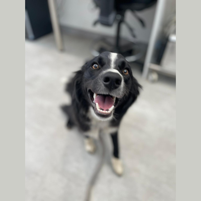 Photo of Layla