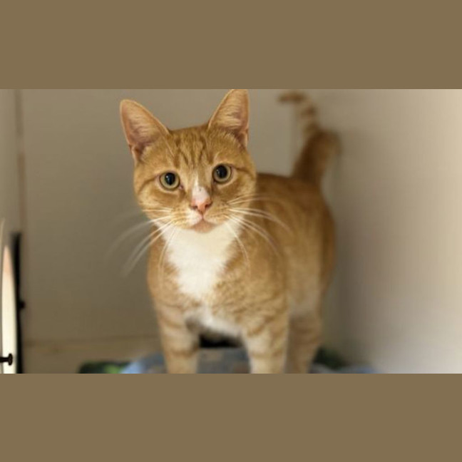 Photo of Chester