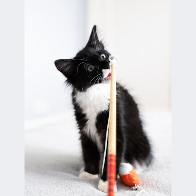 Photo of Pebbles