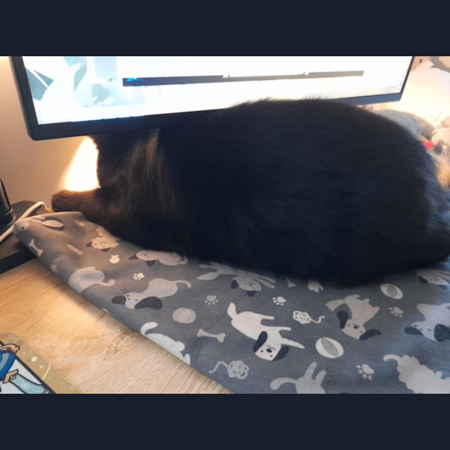 Photo of Yam *9 Lives Project Rescue*