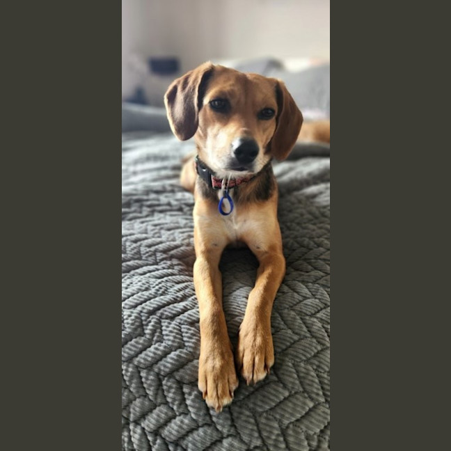 Photo of Bambi   15 Month Old Beagle X