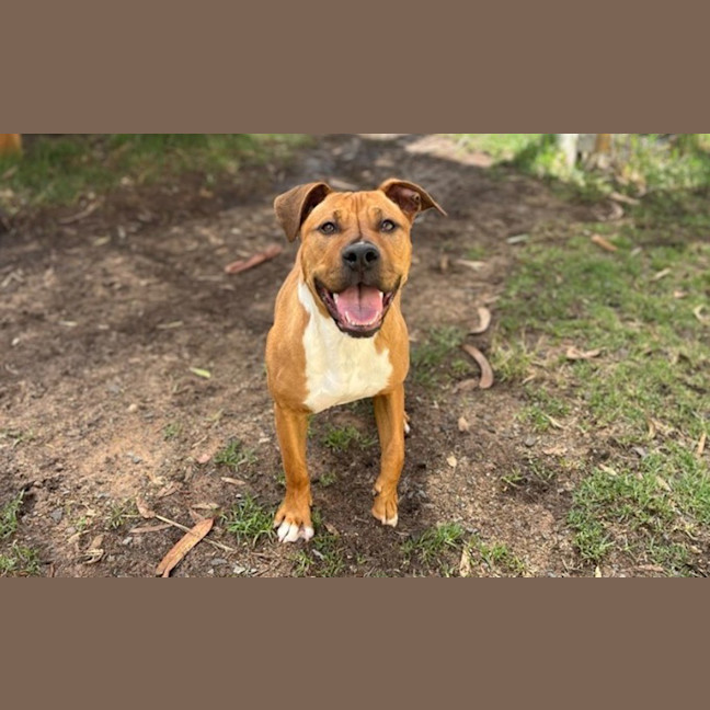 Photo of Indie