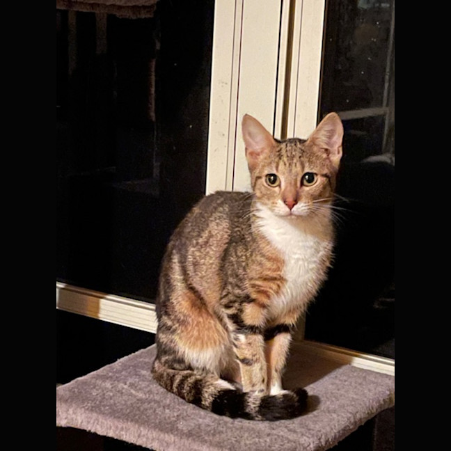 Photo of Skittles   5 Month Old Domestic Short Hair (Trial)