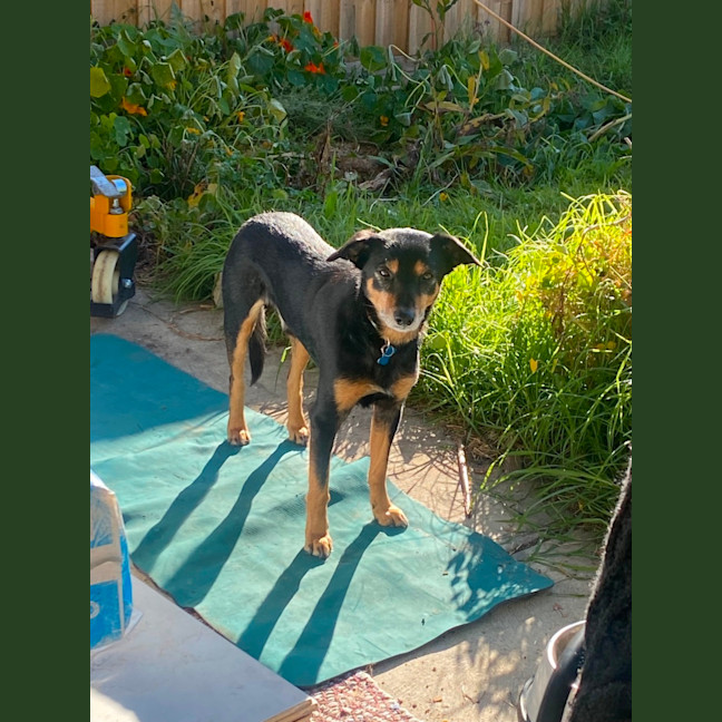 Photo of Hector