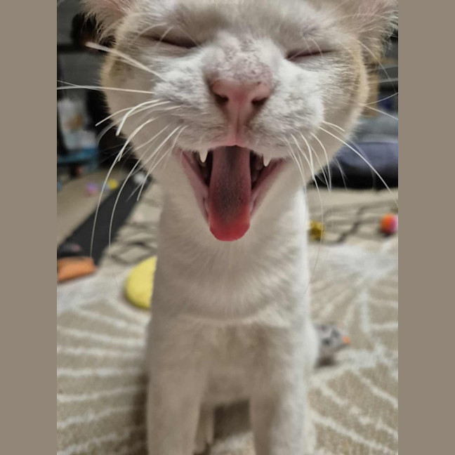 Photo of Lucky And Blue