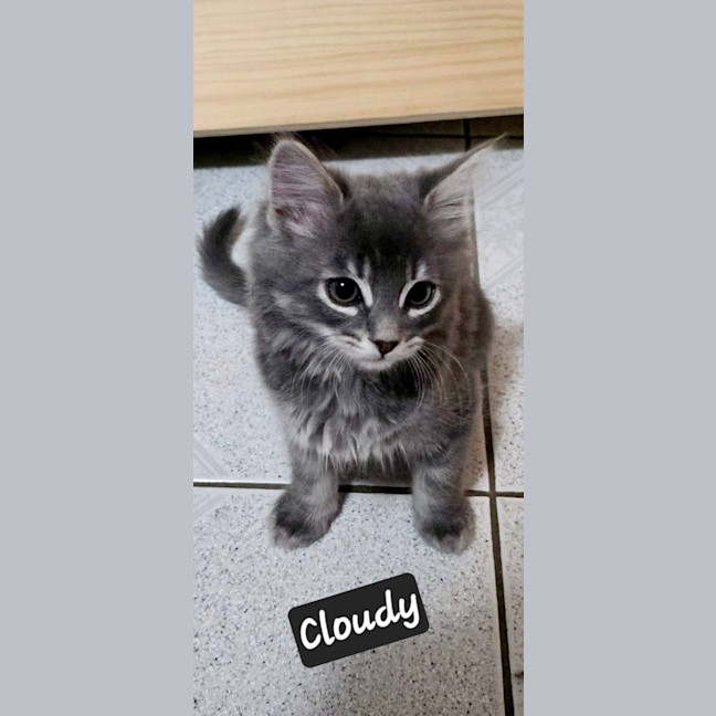 Photo of Cloudy