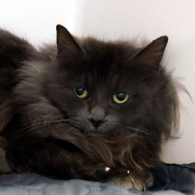 Photo of Annabelle Sta012889