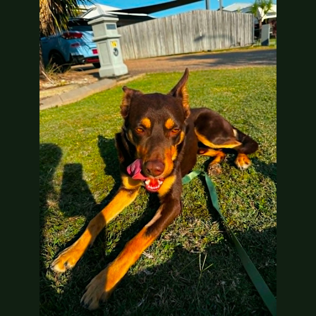 Photo of Rocky