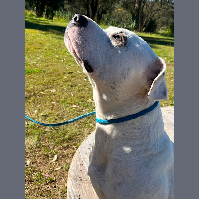 Photo of Bo 