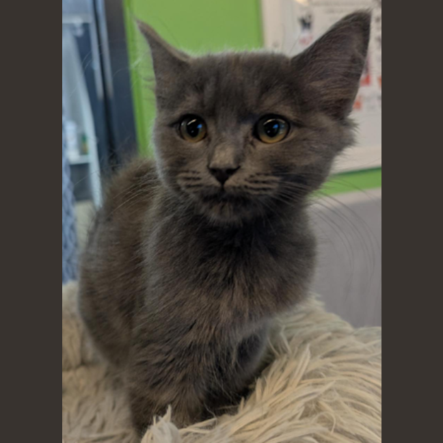 Photo of Gracie The Goblin