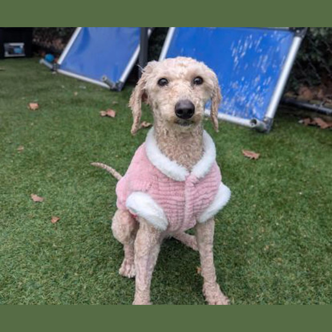 Photo of Honey