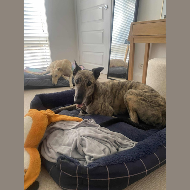 Photo of Alfie, The Greyhound