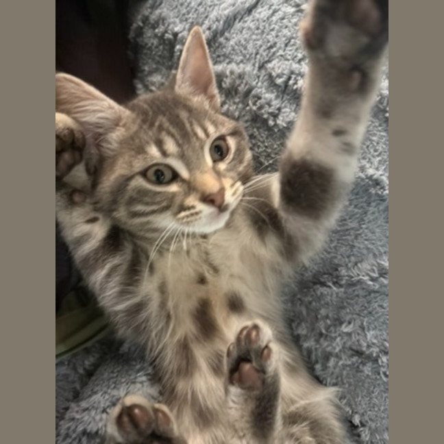Photo of Shadow