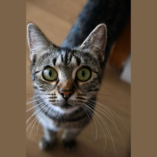 Photo of Sagittarius