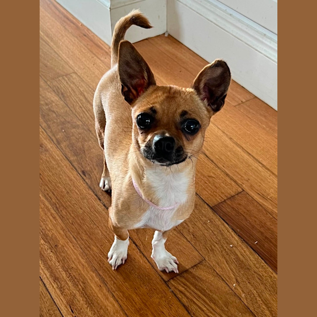 Photo of Poppy