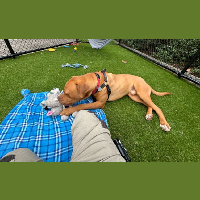 Photo of Banjo