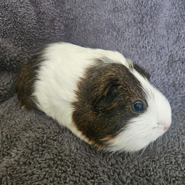 Photo of Muffin 