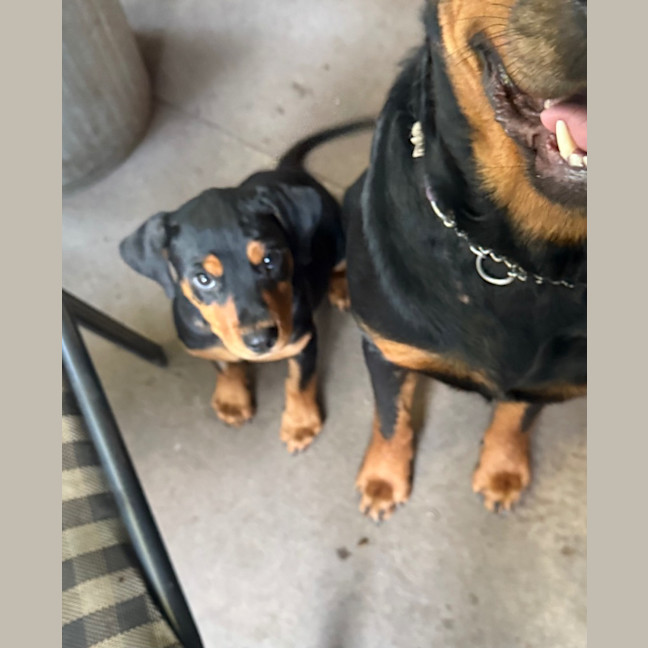 Photo of Frankie Shaw