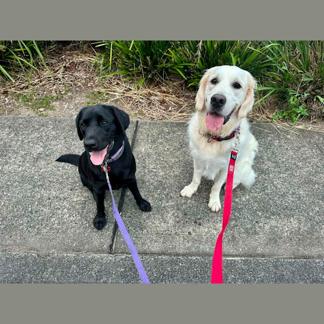 Photo of Zeus   1 Year Old Labrador