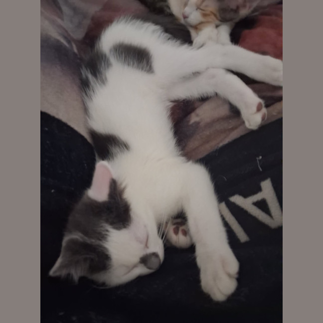 Photo of Percy