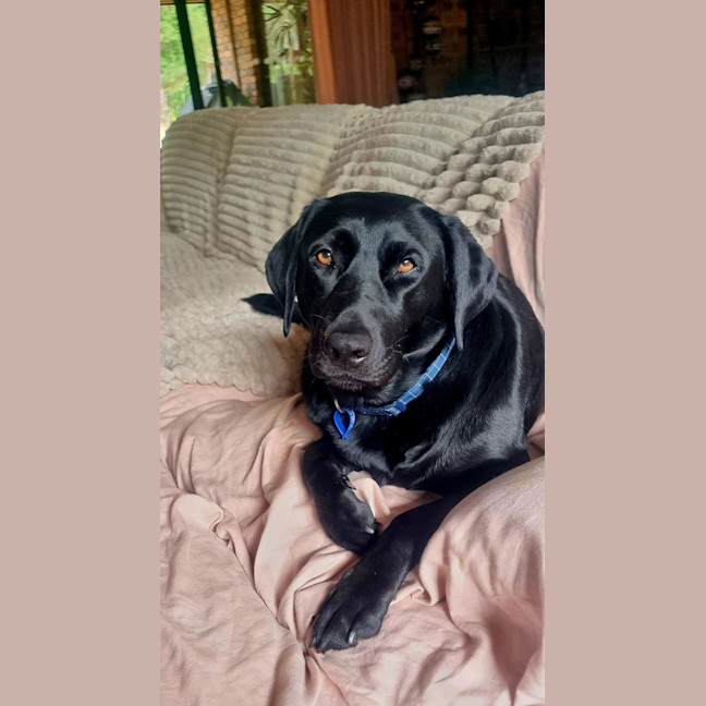 Photo of Willow   4 Year Old Labrador