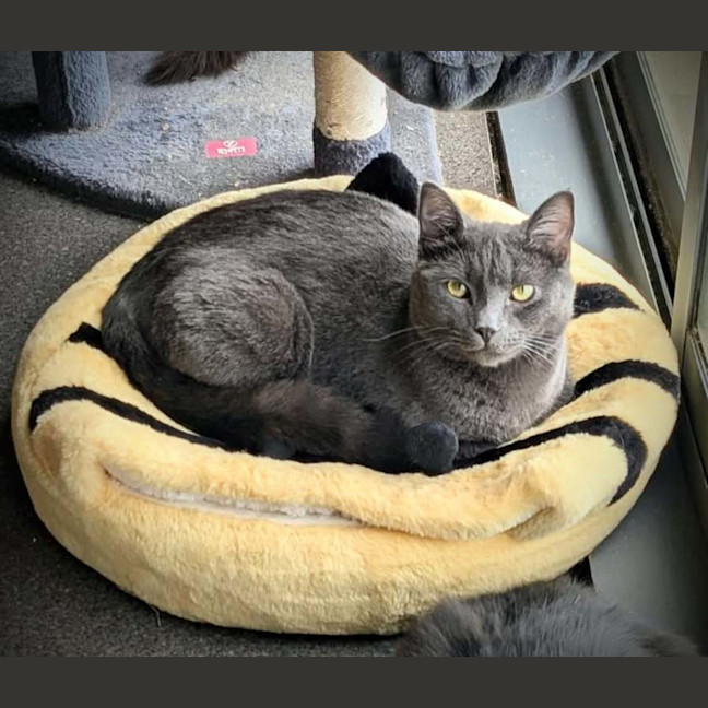 Photo of Arlo *9 Lives Project Rescue*