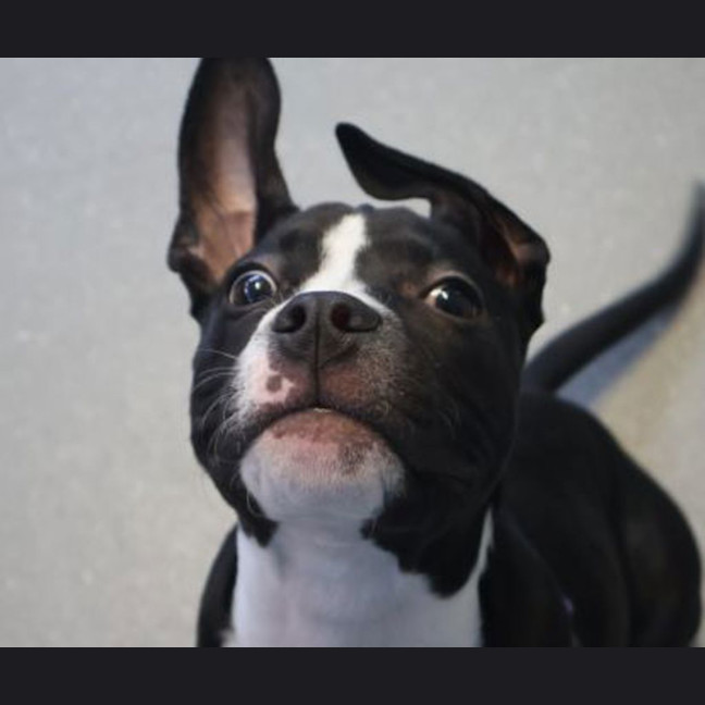 Photo of Monty